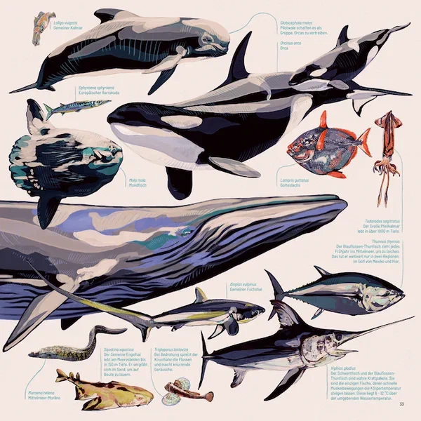 Mittelmeer — Seite 12