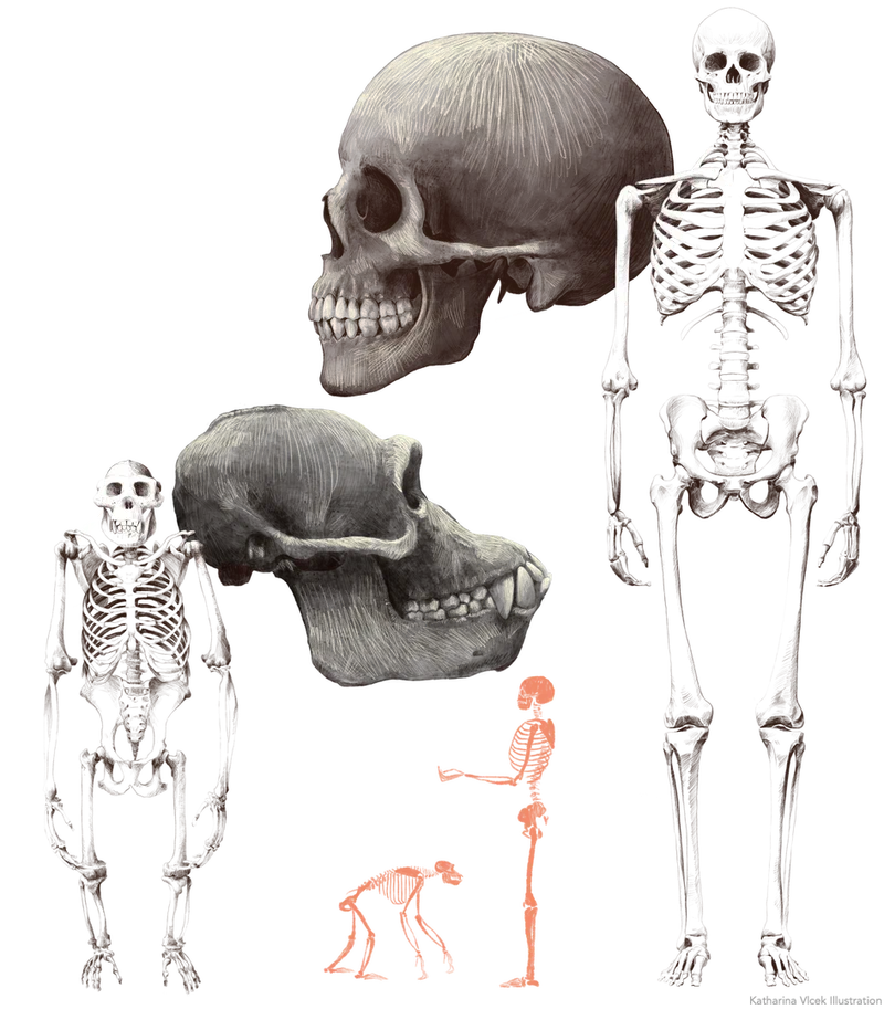 Evolution mensch website