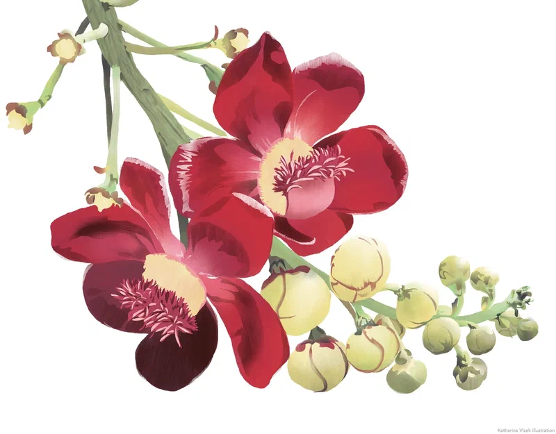 Kanonenkugelbaum blueten