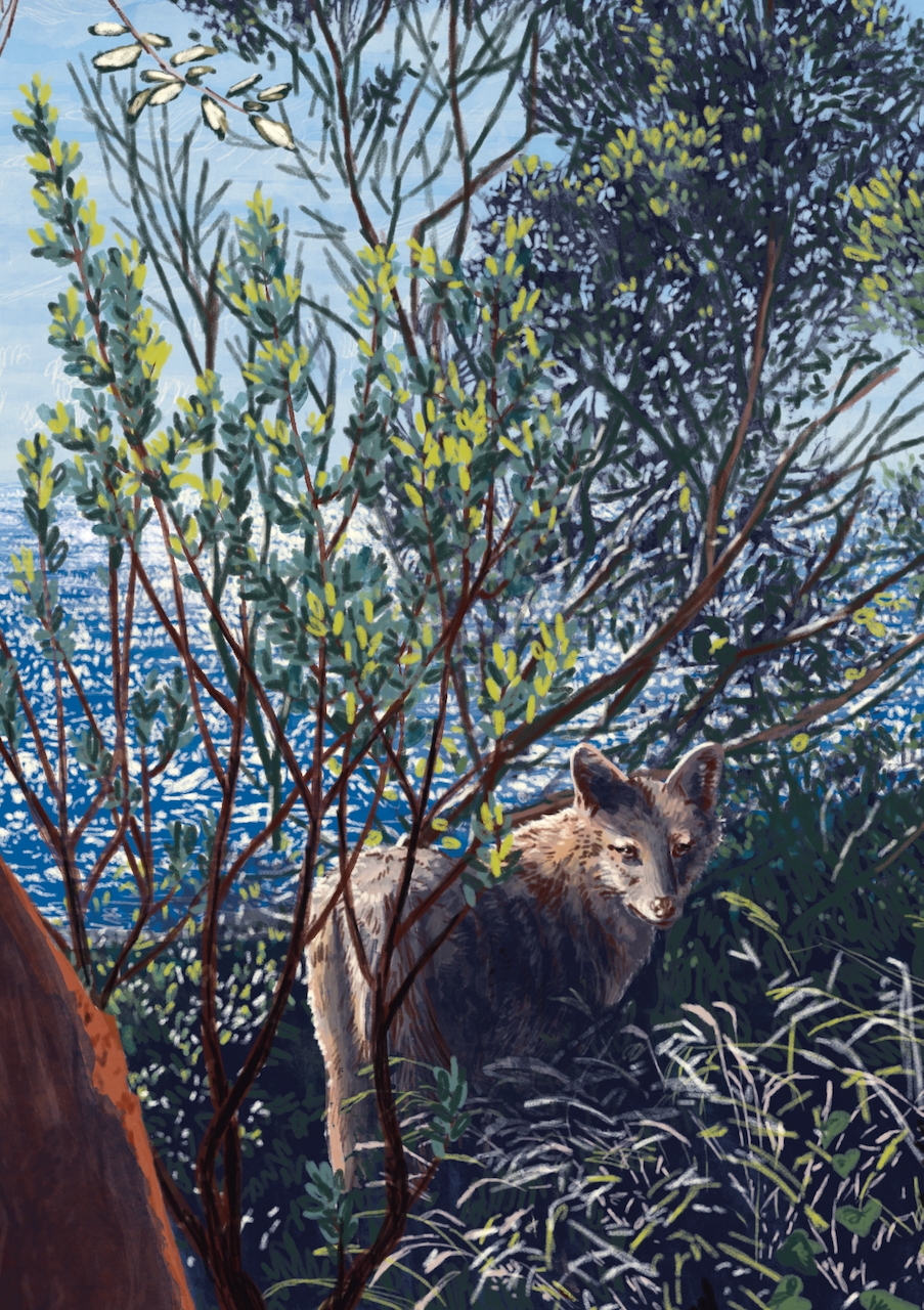 silberfuchs