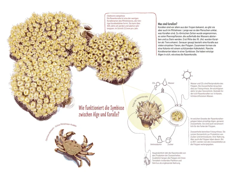 Koralle infografik 1