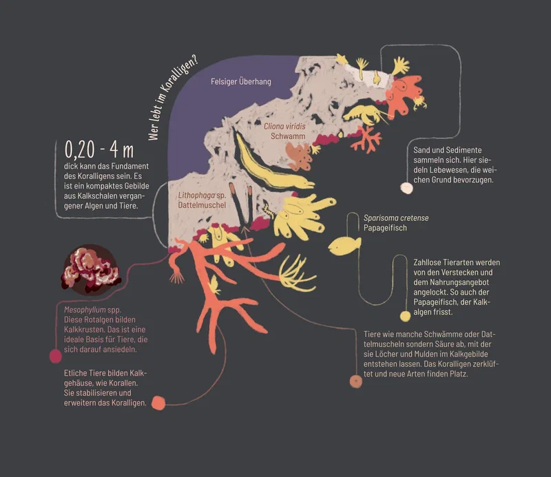 Koralligeninfografik 1
