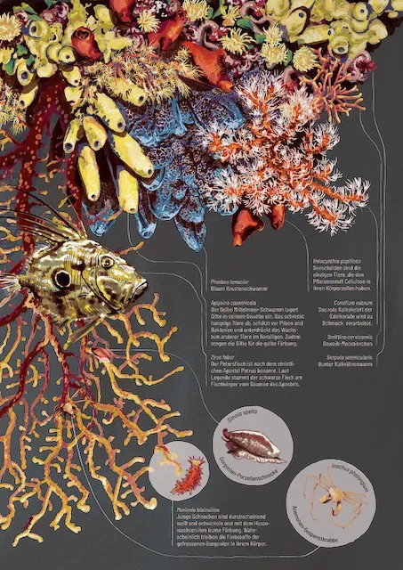 Koralligeninfografikillu 1 1