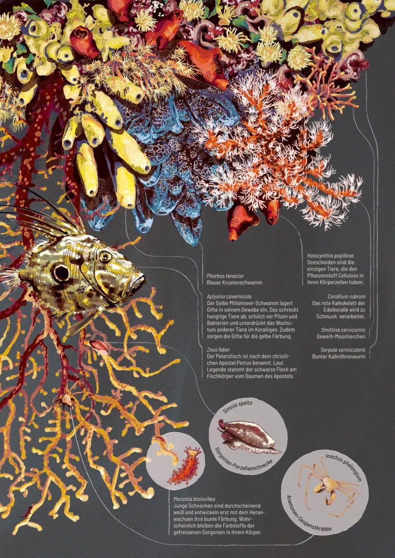 Koralligeninfografikillu 1